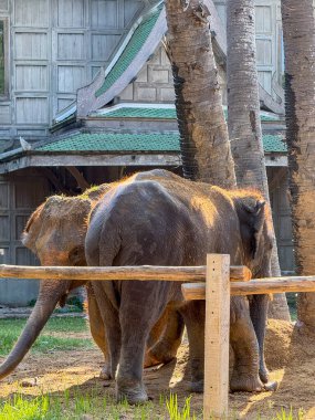 Huzurlu bir yaban hayatı sığınağında, görkemli, nazik bir fil çifti, doğal tropikal yaşam ortamında doğal yaşam koruma, uyum ve korunmanın güzelliğini sergileyerek, ulusal bir parkta özgürce dolaşır..