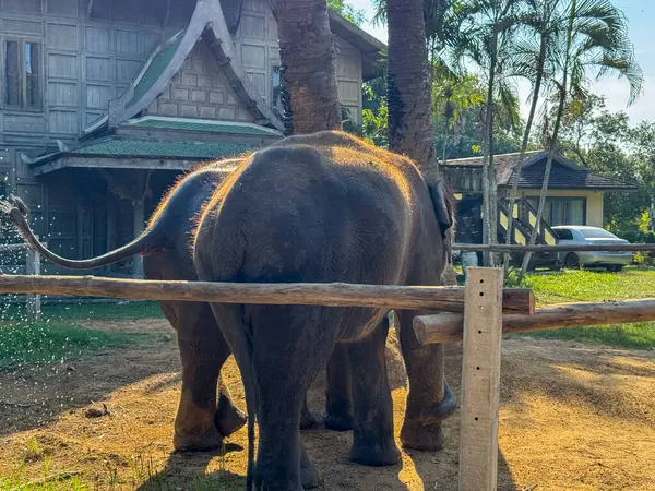 Yavru filler vahşi yaşam koruma merkezinde anın tadını çıkarırken, görkemli hayvanlar otçulların korunması ve doğal korumanın önemini vurguluyor. Etrafta oynayan büyük memeliler..
