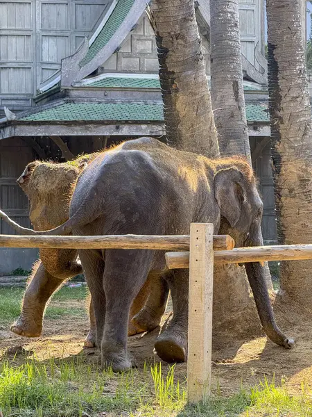 Doğal bir park sığınağında birlikte yaşayan, huzurlu bir hayat süren ve oyun oynayan büyük memeliler. Vahşi yaşamı koruma ve koruma merkezinin önemini vurgulayan fil ikilisi.