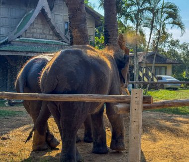 Tayland 'ın başkentindeki bir koruma merkezinde iki nazik fil vahşi yaşam sığınağında özgürce dolaşıyor. Asya 'da nesli tükenmekte olan memeli türlerinin korunması ve bakımı için..