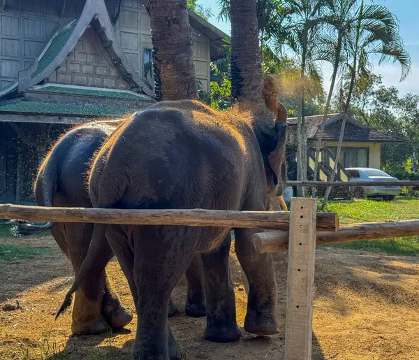 Tayland 'ın başkentindeki bir koruma merkezinde iki nazik fil vahşi yaşam sığınağında özgürce dolaşıyor. Asya 'da nesli tükenmekte olan memeli türlerinin korunması ve bakımı için..