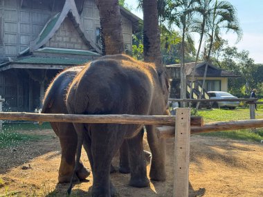 Bangkok, Tayland - 11 Kasım 2024: Korunma merkezinde gelişen sığınma evindeki fil çiftliği. Vahşi yaşamı koruma ve korumayı vurgulayan güçlü nazik memeli..
