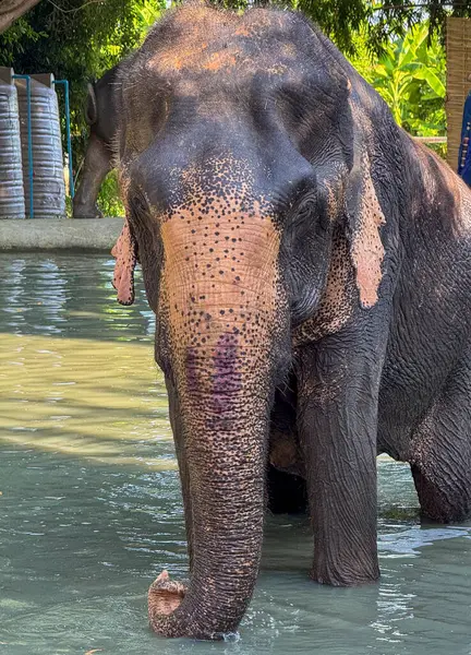 Büyük görkemli fil, doğal koruma altındaki bu otobur hayvanların barışçıl doğasını vurgulayarak vahşi yaşam sığınağının serin sularında oynamaktan zevk alır..
