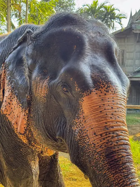 Fil bakım evinde özgürce yaşayan sevimli gri fil, eğlenceli bir hayvan ulusal parkın tropikal bitki örtüsünün tadını çıkarıyor. Bangkok 'taki vahşi yaşam memelileri için koruma merkezi.