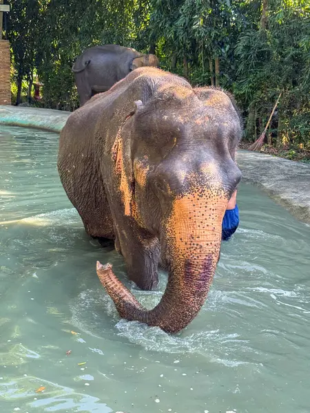 Bangkok, Tayland - 11 Kasım 2024: Tayland 'da bir sığınak havuzunda fil banyosu, görkemli memeliler egzotik habitatların tadını çıkarırlar. Tayland 'ın güzelliği ve fil korumanın önemi.