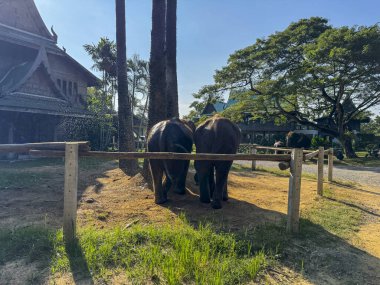 Bir sığınak koruma merkezinde birlikte oynayan fil ikilisi, nazik dev hayvanlar otçulların korunması ve doğal korumanın önemini vurguluyor. Etrafta filler dolaşıyor.