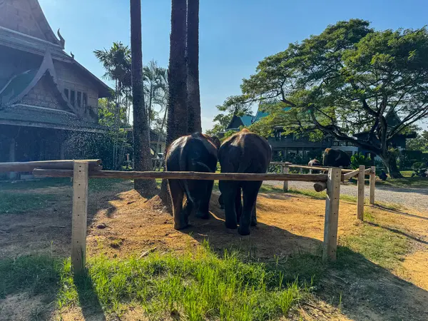 Bir sığınak koruma merkezinde birlikte oynayan fil ikilisi, nazik dev hayvanlar otçulların korunması ve doğal korumanın önemini vurguluyor. Etrafta filler dolaşıyor.