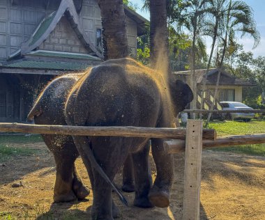 Saklanmak için sakin bir ortamda sevimli egzotik filler, doğa parkında huzur içinde yürüyen gri Asya filleri. Koruma ve vahşi hayatın önemini sembolize ediyor..