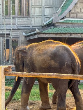 Fil bakım evinde özgürce yaşayan sevimli gri fil, eğlenceli bir hayvan ulusal parkın tropikal bitki örtüsünün tadını çıkarıyor. Bangkok 'taki vahşi yaşam memelileri için koruma merkezi.
