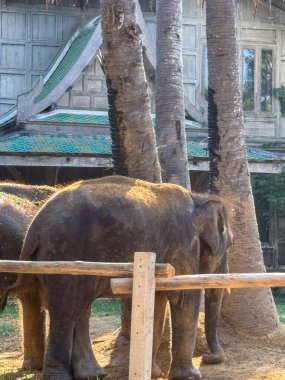Tropikal sığınak görkemli fillere ev sahipliği yapar ve ulusal bir parkta doğal ortamlarının tadını çıkararak fil koruma ve koruma çabalarının önemini gösterir. Tayland ortamı.