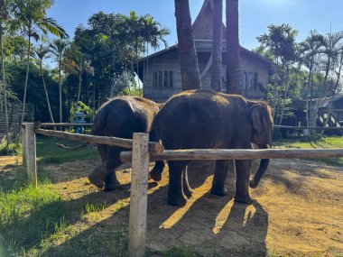 Saklanmak için sakin bir ortamda sevimli egzotik filler, doğa parkında huzur içinde yürüyen gri Asya filleri. Koruma ve vahşi hayatın önemini sembolize ediyor..