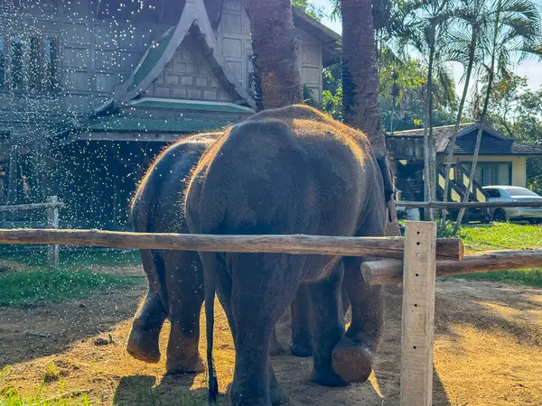 Doğal yaşam ortamındaki neşeli görkemli filler, doğa parkında huzur içinde yaşayan gri fil ikilisi. Koruma ve vahşi hayatın önemini sembolize ediyor..