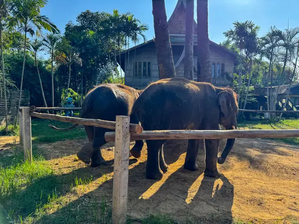 Saklanmak için sakin bir ortamda sevimli egzotik filler, doğa parkında huzur içinde yürüyen gri Asya filleri. Koruma ve vahşi hayatın önemini sembolize ediyor..