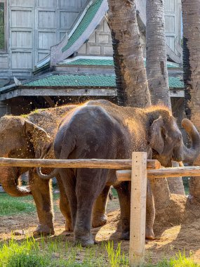 Tropikal bir tapınaktaki büyük memeli ikili, doğayla uyum içinde ve esaretten ve kaçak avcılıktan korunarak huzurlu bir günün tadını çıkarıyor..