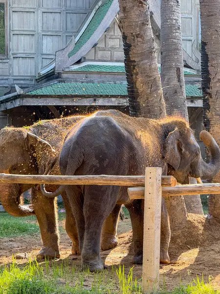 Tropikal bir tapınaktaki büyük memeli ikili, doğayla uyum içinde ve esaretten ve kaçak avcılıktan korunarak huzurlu bir günün tadını çıkarıyor..