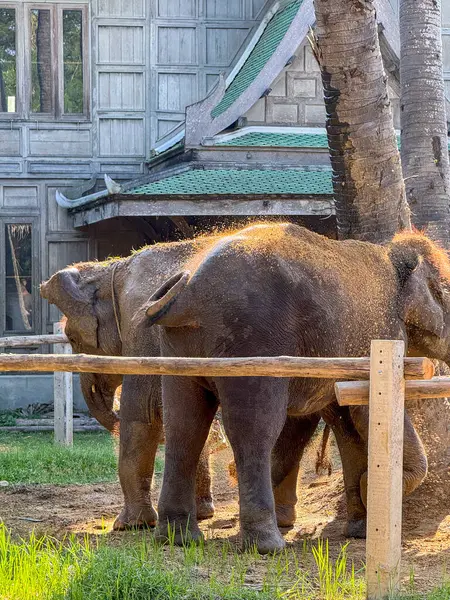 Vahşi yaşam parkında egzotik sevimli filler birlikte oynuyorlar, görkemli hayvanlar korunan bir doğa parkında dolaşıyorlar. Tayland 'da fil bakımı ve korunma merkezi.