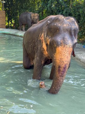 Tropikal sularda su sıçratan neşeli bir fil ve eğlenceli bir anın tadını çıkarıyor, vahşi yaşam sığınağında oynayıp banyo yapıyor. Bu güçlü ama nazik memelilerin görkemli yaşamına mükemmel bir bakış..