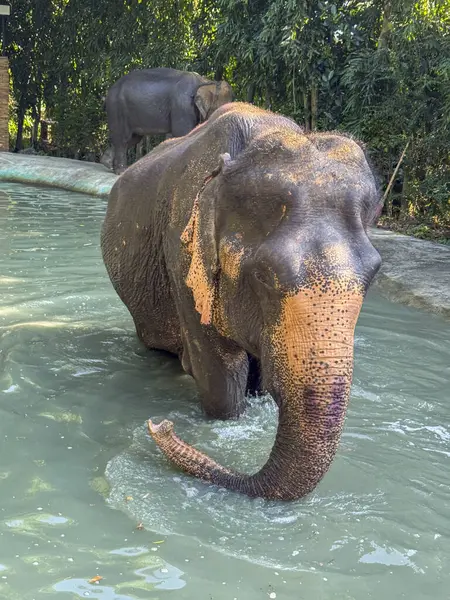 Huzurlu bir ortamda yıkanan görkemli büyük fil koruma altındaki bir sığınakta serinletici bir sıçramanın tadını çıkarıyor. Vahşi yaşamı koruma ve bu egzotik hayvanların doğal yaşam alanı..