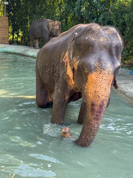 Tropikal sularda su sıçratan neşeli bir fil ve eğlenceli bir anın tadını çıkarıyor, vahşi yaşam sığınağında oynayıp banyo yapıyor. Bu güçlü ama nazik memelilerin görkemli yaşamına mükemmel bir bakış..