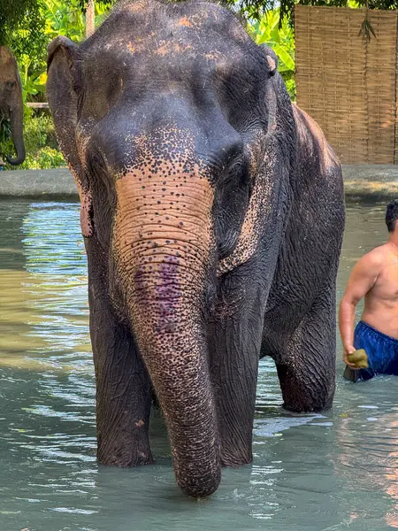 Bangkok, Tayland - 11 Kasım 2024: Tayland 'da bir sığınak havuzunda fil banyosu, görkemli memeliler egzotik habitatların tadını çıkarırlar. Tayland 'ın güzelliği ve fil korumanın önemi.