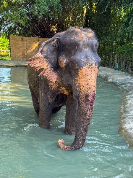 Şirin Asya fili, Tayland 'da korunan bir yaban hayatı sığınağında huzur içinde yıkanarak, ferahlatıcı bir su sıçratmayı seviyor. Egzotik hayvanların güzelliğini gösteren büyük memeli..