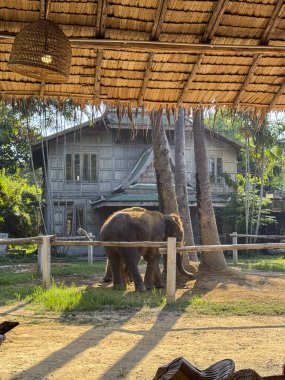 Nazik görkemli filler ulusal bir parkta birlikte dolaşarak koruma merkezlerinin önemini ve esaretten uzak doğal bir ortamda gelişmeyi sembolize ediyor. Sığınak.