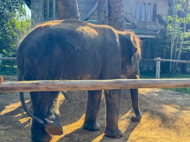 Bereketli bir doğa parkındaki Asya filleri, görkemli fil ikilisi, korunan bir ortamda büyür. Vahşi yaşam sığınağında uyum içinde yaşayan egzotik hayvanlar..
