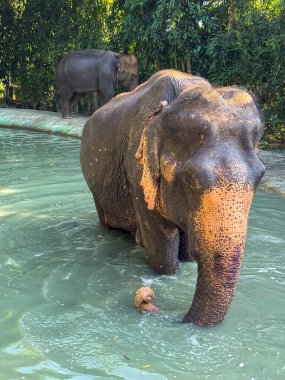 Gri Asya fili koruma altındaki bir ulusal parkta banyo yaparken ve su sıçratırken görüldü. Bu da fil bakımı ve koruma çabalarının önemini hatırlatıyor. Nazik dev korunaklı bir sığınakta.