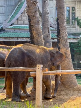 Ulusal bir parkta vahşi yaşam sığınağında gezinen barışçıl ve nazik fil ikilisi, koruma çabalarının ve egzotik hayvanları korumanın güzelliğini hatırlatıyor. Otçullar.