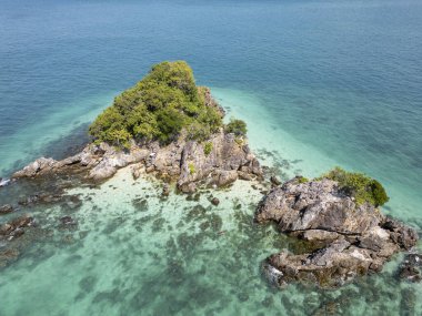 Sahilde palmiye ağaçlarıyla dolu tropik canlı panoramik orman, tropikal yapraklar ve vahşi yeşillik huzurlu bir geri çekilme sunuyor. Botanik keşfi ve yaz macerası. Hava görünümü.