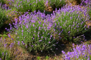 lavender field in summer during the flowering period bushes outdoors