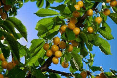 Cherries on a tree, harvest of ripe berries on a sunny day on the branches, shot close-up