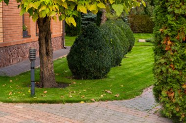 evergreen bushes and shrubs in landscape design, green spaces, juniper, cypress, boxwood, pine