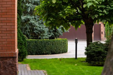 evergreens in landscape design, gree boxwood