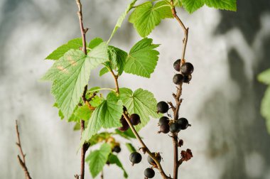 ripe blackcurrant berries with leaves on a bush on a sunny day