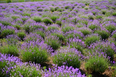 lavender in blooming bushes in a farmer's field