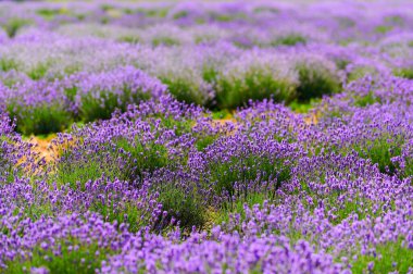 lavender in blooming bushes in a farmer's field