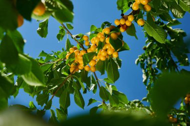 Cherries on a tree, harvest of ripe berries on a sunny day on the branches, shot close-up
