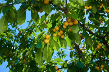 Harvest of ripe cherries on the branches of a tree, close-up shot