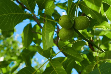 Walnuts ripen in the shell on the tree, shot close-up