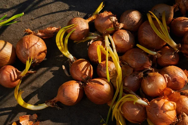 Cebollas Germinadas Para Siembra Cosecha Cultivos Muchos Bulbos —  Fotos de Stock