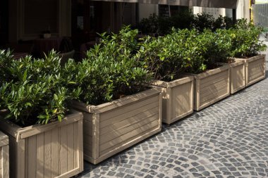 Mimarinin tasarım ve dekorasyonunun bir unsuru olarak, halka açık yerlerde saksılarda ve küvetlerde çiçekler, yakın çekim