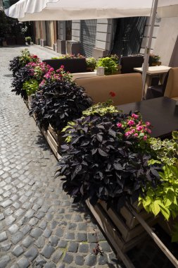 Mimarinin tasarım ve dekorasyonunun bir unsuru olarak, halka açık yerlerde saksılarda ve küvetlerde çiçekler, yakın çekim