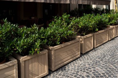 Mimarinin tasarım ve dekorasyonunun bir unsuru olarak, halka açık yerlerde saksılarda ve küvetlerde çiçekler, yakın çekim