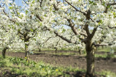İlkbaharda çiçek açan elma bahçesi, elma ağaçlarıyla dolu bahçede güneşli bir gün.
