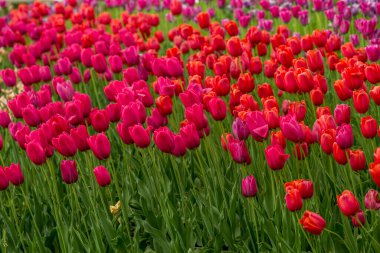 Kırmızı laleler bir eğlence parkında çiçek açıyor. Manzara tasarımında, yakın plan çekimde.