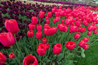 Açık havada kırmızı laleler açıyor, yakın plan çekim.