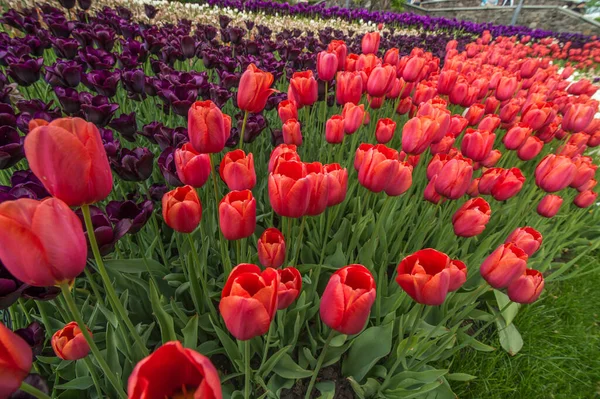 Rote Tulpen Blühen Einem Freizeitpark Landschaftsplanung Nahaufnahme — Stockfoto
