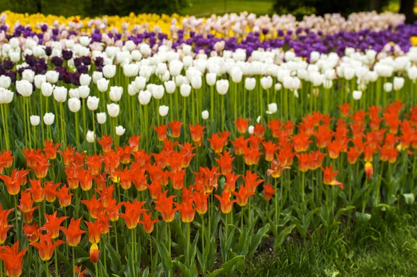 Flores Tulipa Multicoloridas Florescem Parque Recreação Design Paisagem Uma Planta — Fotografia de Stock