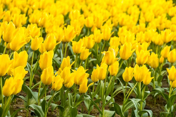 Fiori Tulipano Giallo Fioriscono Nella Progettazione Del Paesaggio Pianta Stagionale — Foto Stock